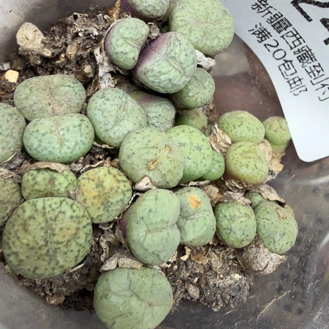 你不给我们吃的东西244