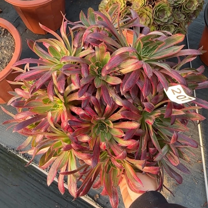 多肉植物孔雀锦207