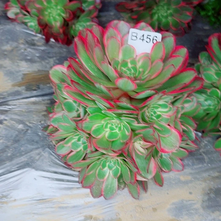 粉花妖456无售后