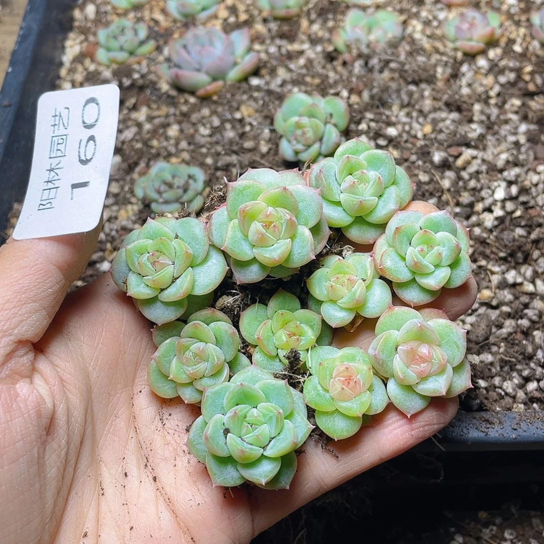多肉植物多肉植物160
