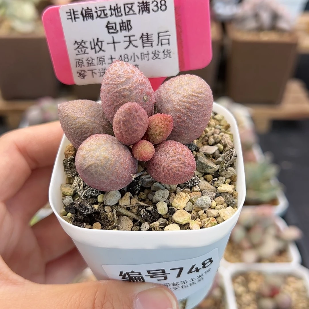 748服部多肉植物