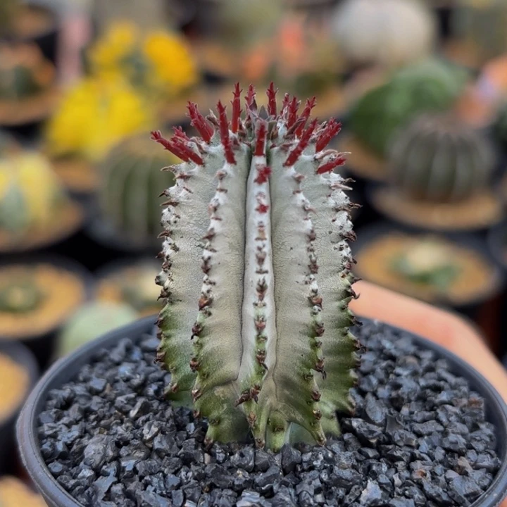 m侧芽带盆超白落雪白衣魁伟玉