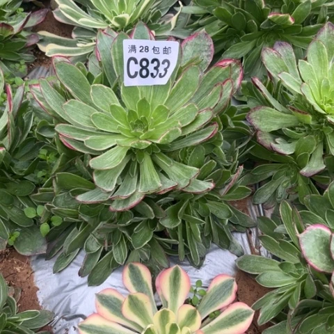 833万彩灯不包断枝