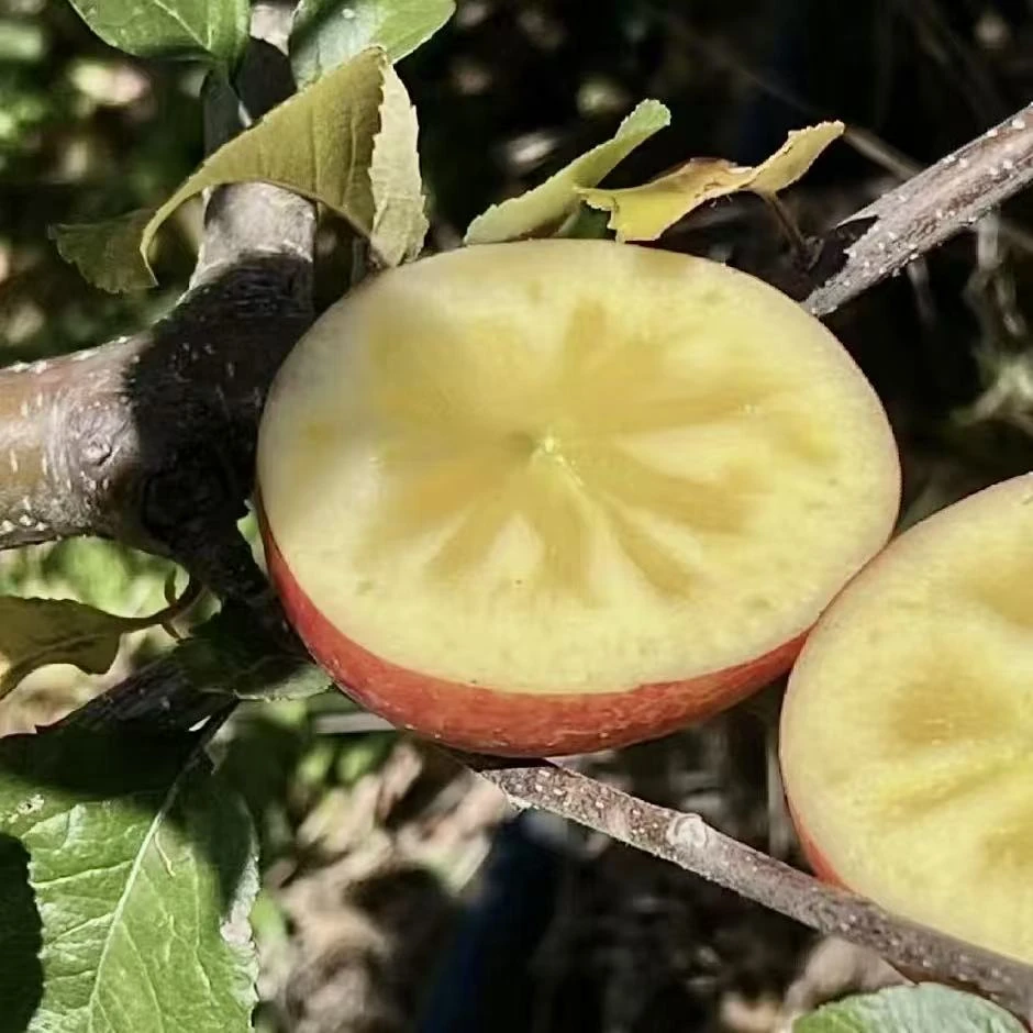 【直播中果】云南蒙自市西北勒野生苹果（石头缝里的野苹果）