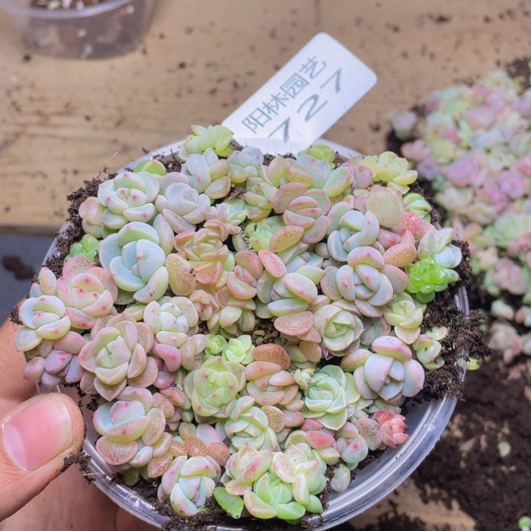 多肉植物多肉植物727