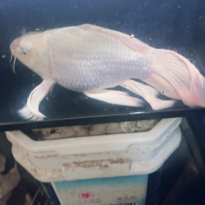 可***乐海水鱼蝴蝶鲤40包邮