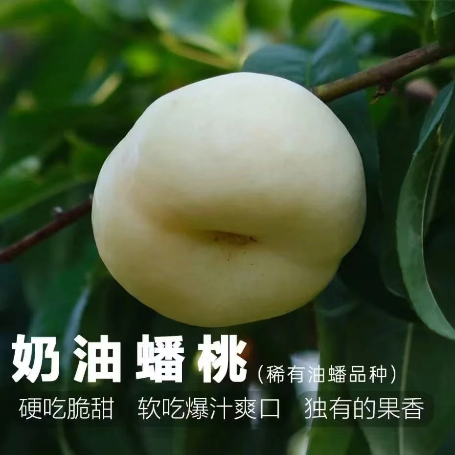 【顺丰/京东快递】山东蒙阴奶油蟠桃 现摘现发脆软两吃3斤/4斤