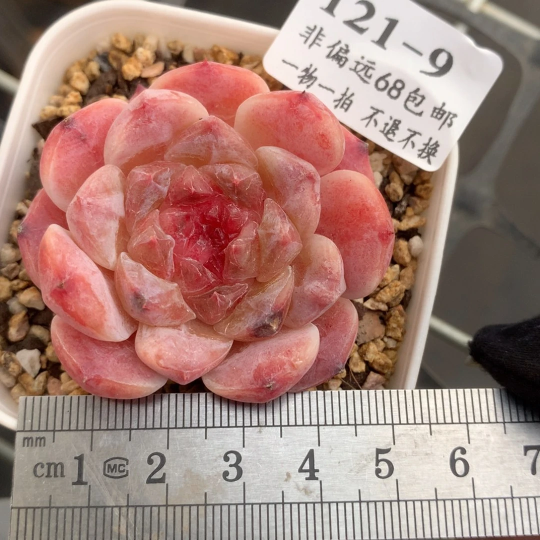 9。秘境冰魄。草莓冰魄。