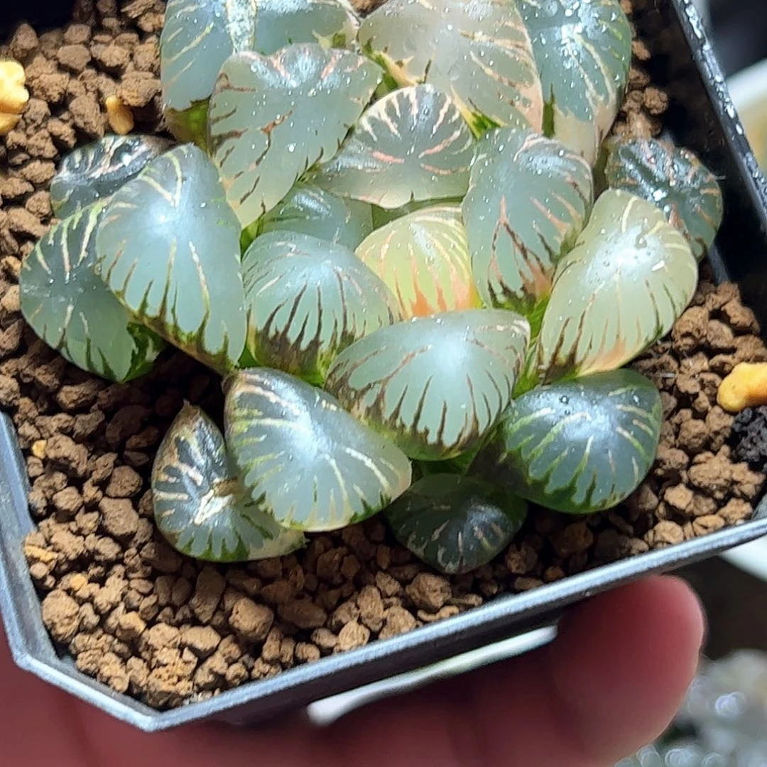 孔明灯六公分十二卷多肉