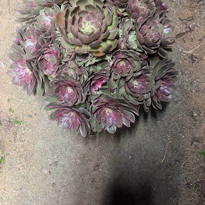 水***山多肉植物莲花座锦……