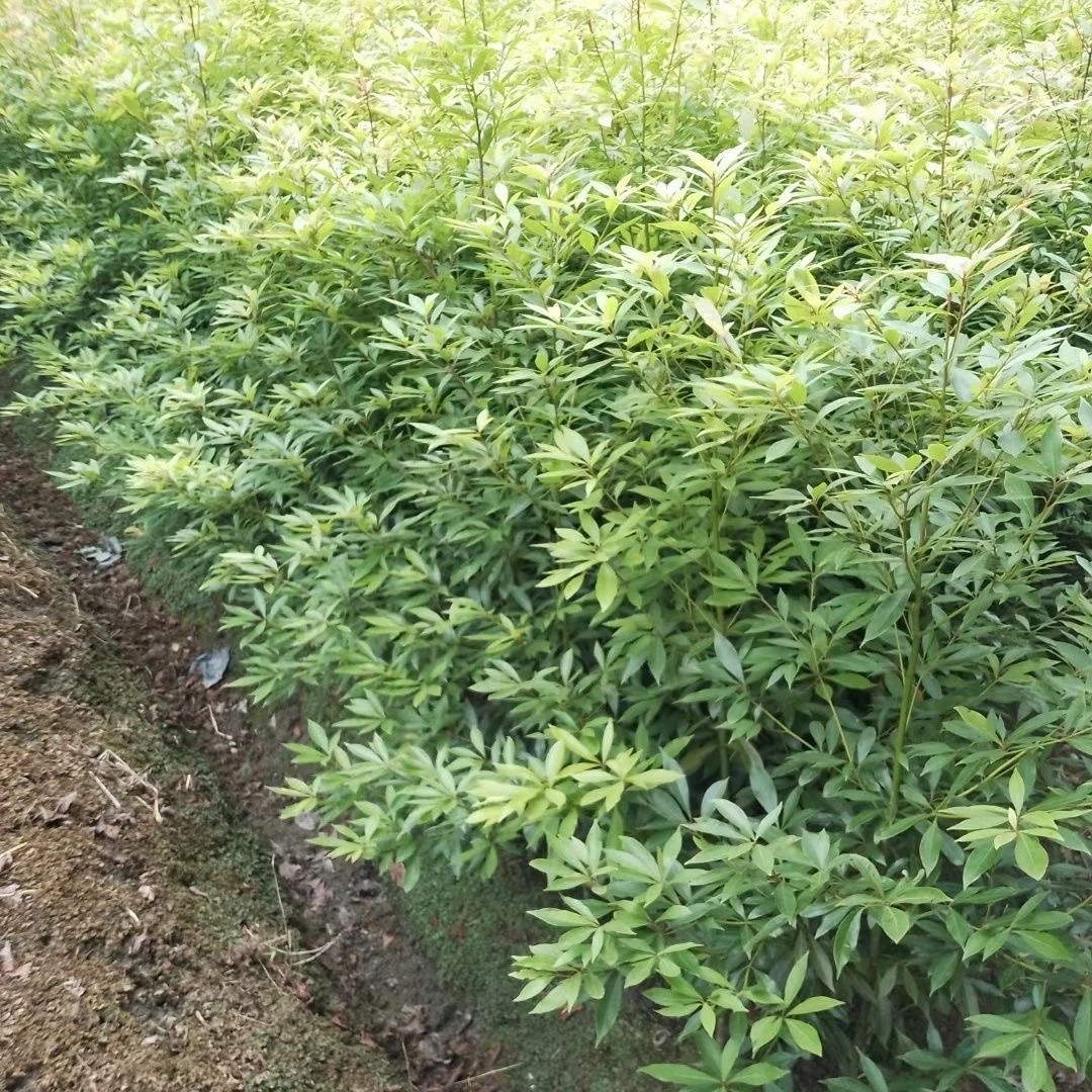 3公分金丝楠木小叶桢楠基地直发