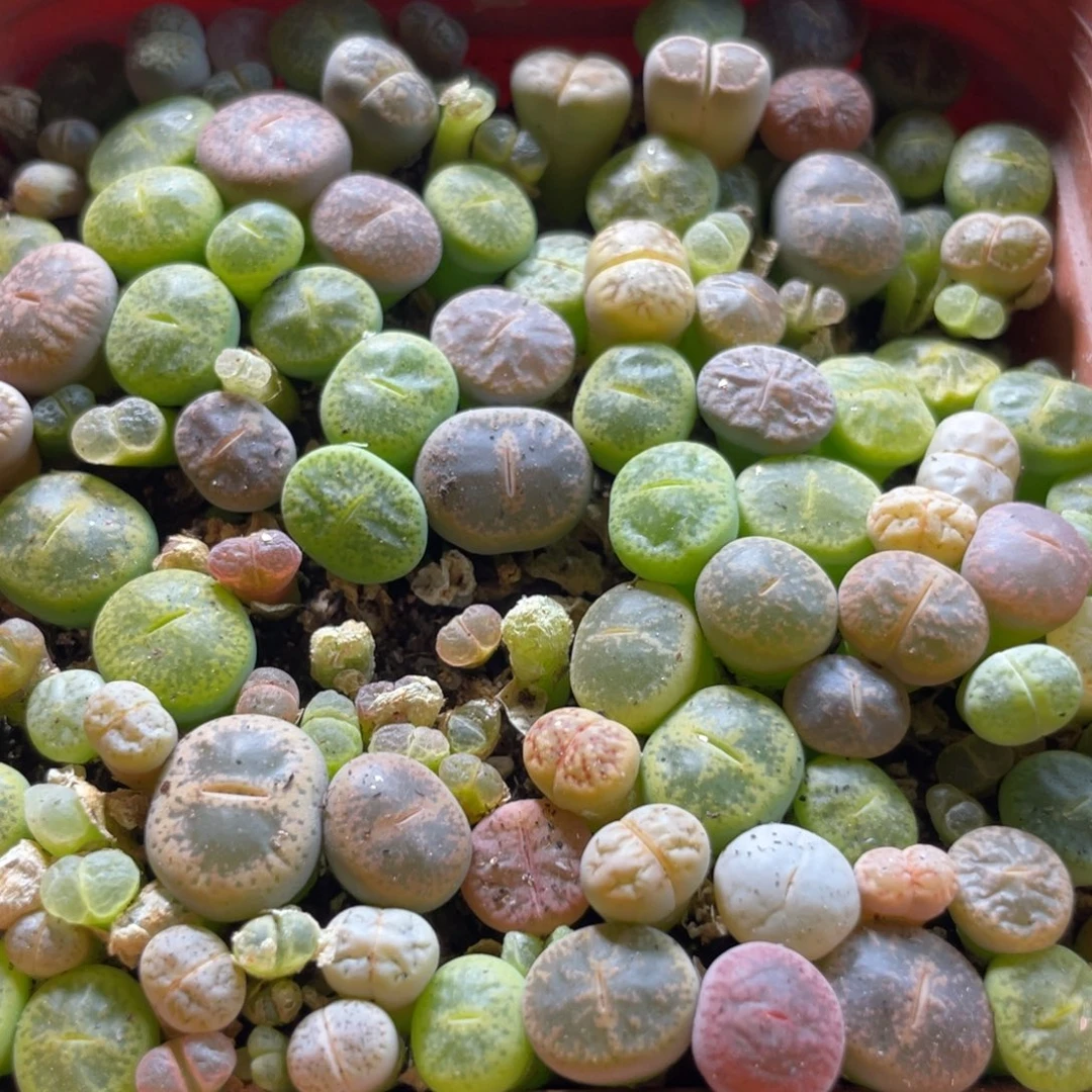一物一拍大盆特价～37