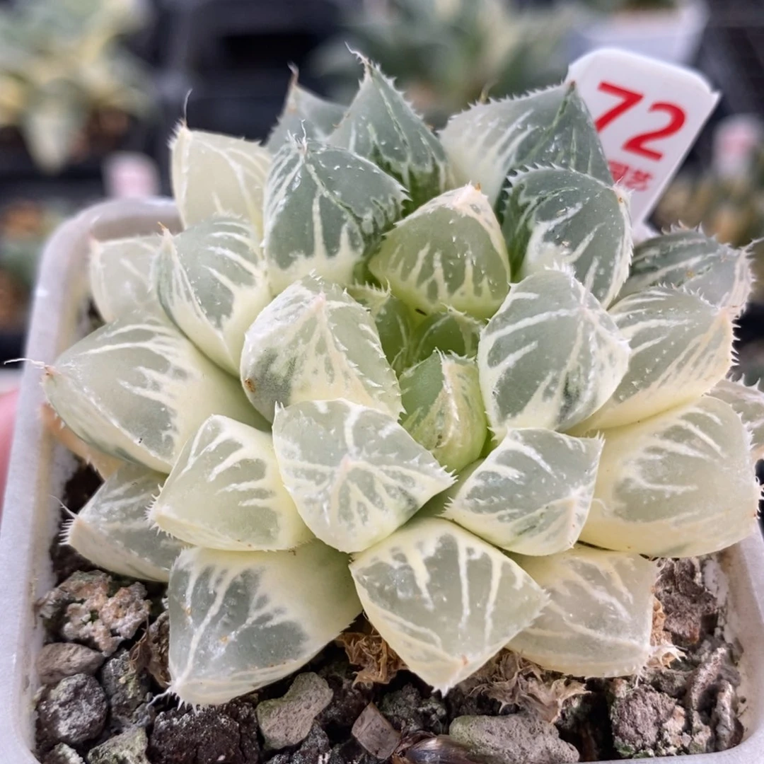 72糊斑大叶楼兰玉露锦
