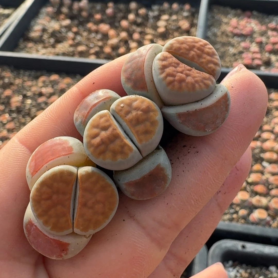 222三颗牙和三粒智齿一起拔掉就