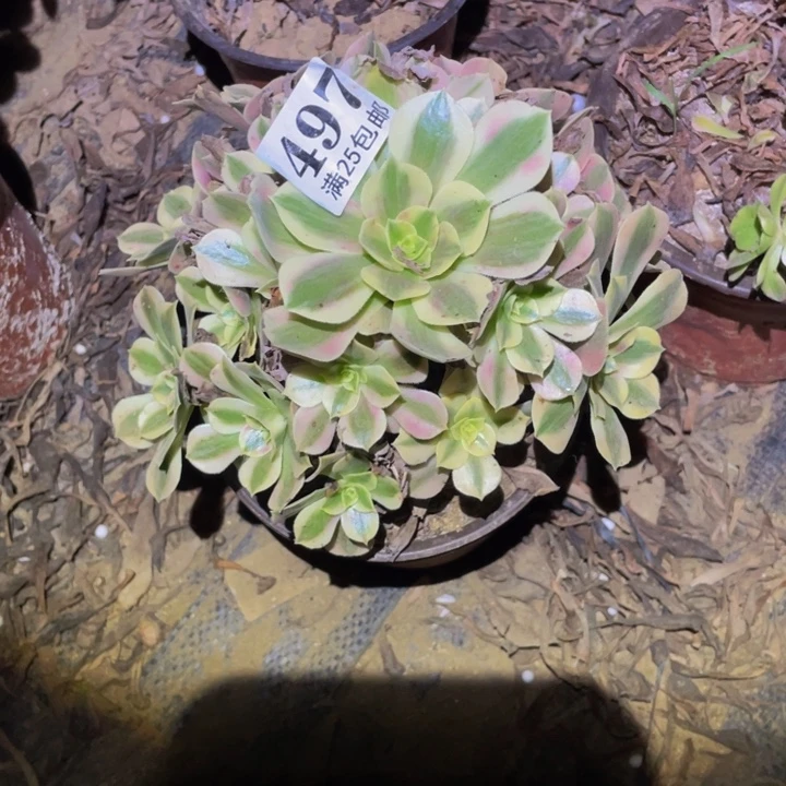 青苹果多肉植物497