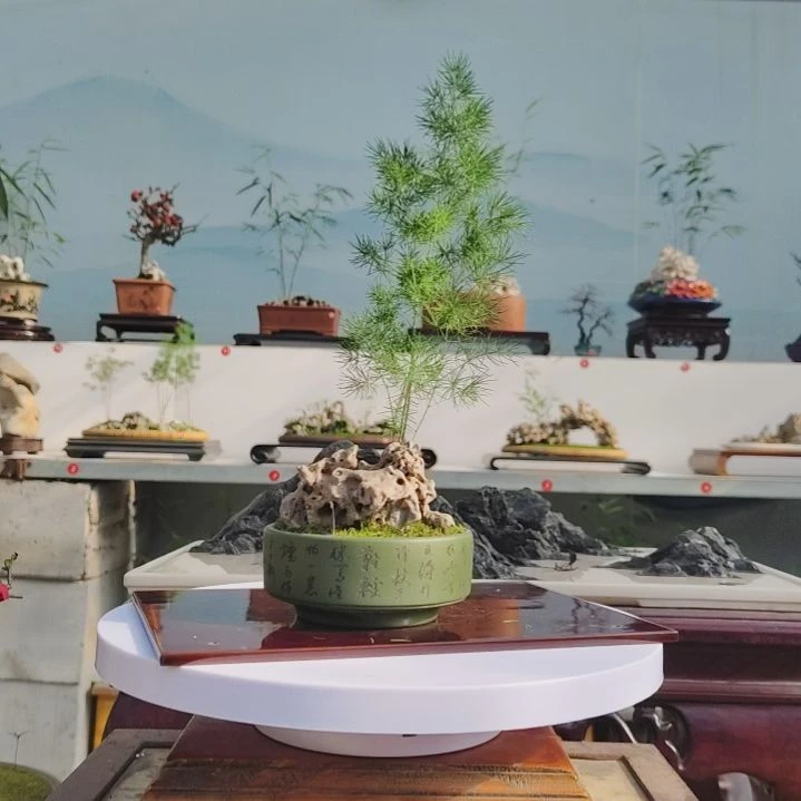 盆景，蓬莱松，玲珑石，