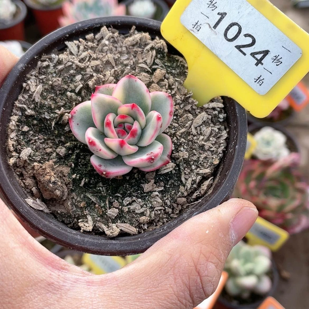 【闪购商品】1024号