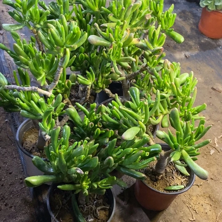 ᝰ***゛6盆多肉断头不包3810