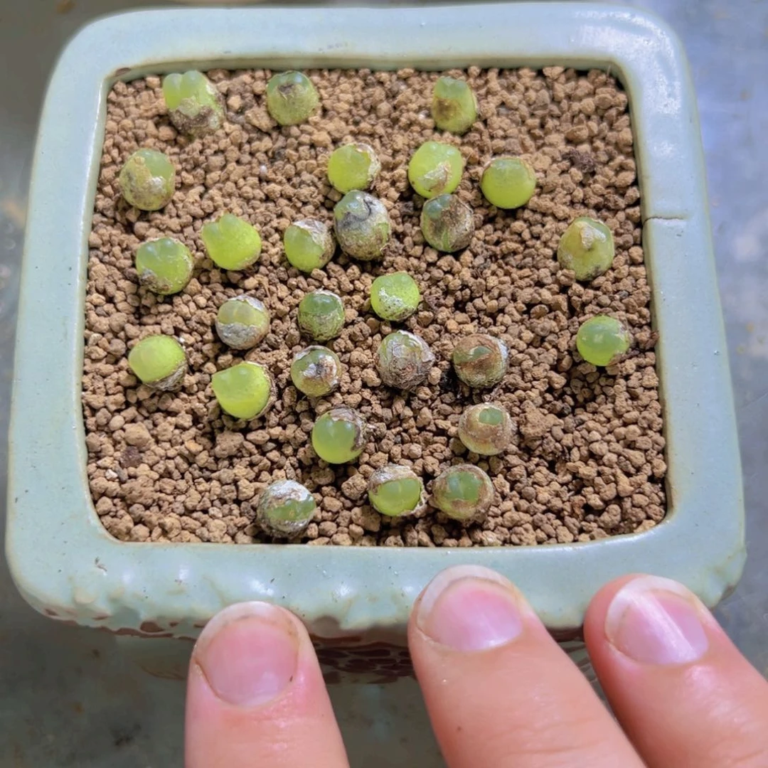 量拍拉登一颗，尺寸0.6-0.8