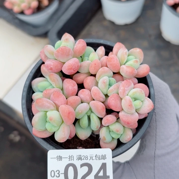 桔子洛神无盆土发货多