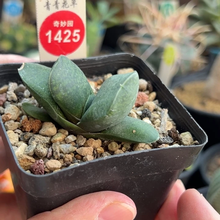 恐龙卧牛一棵仙人球