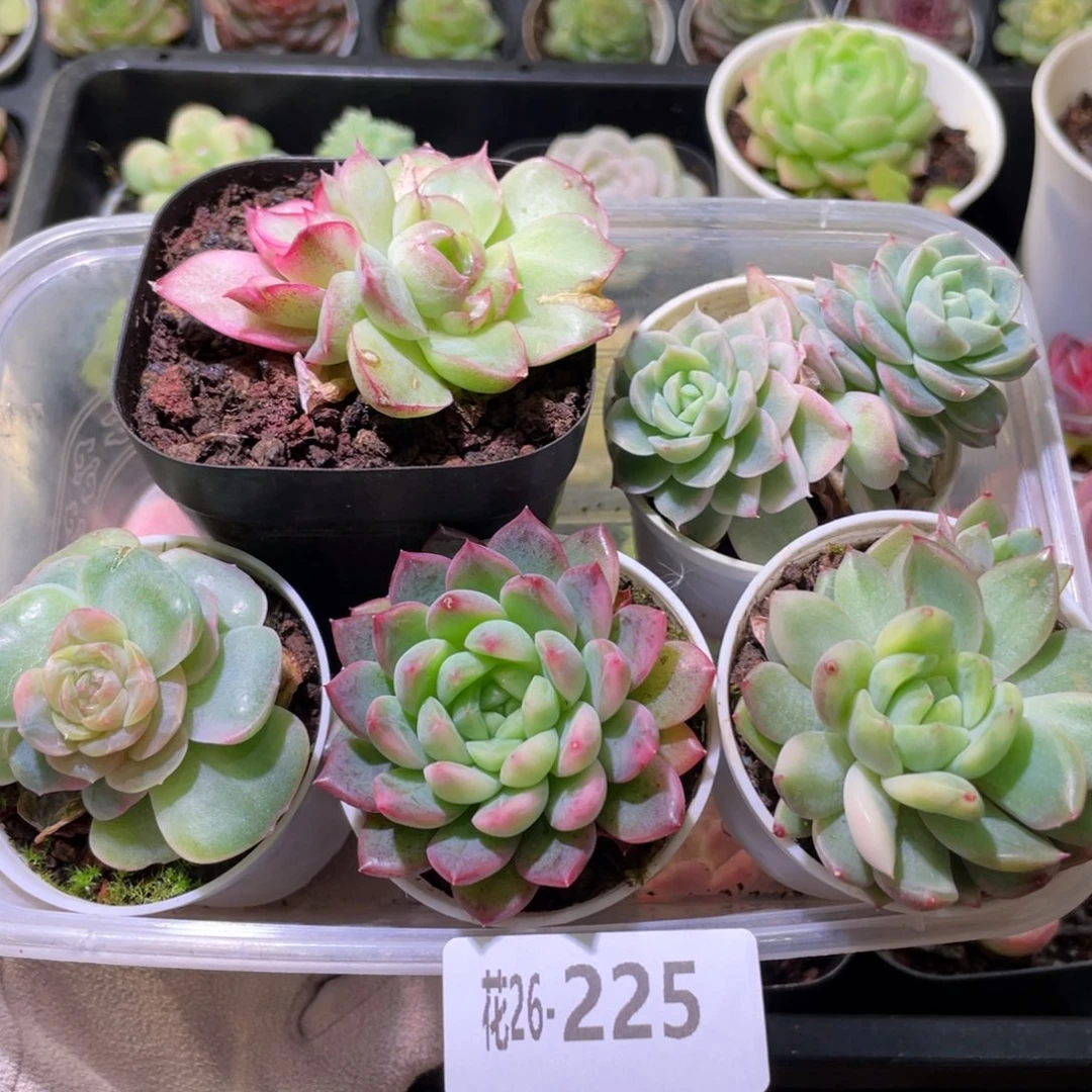 花利美26-225框拍5颗