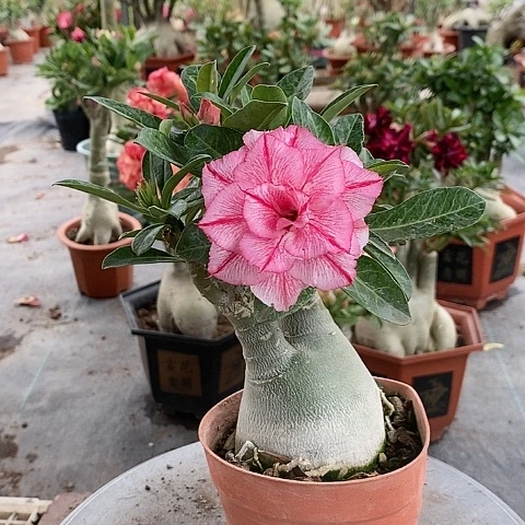 【闪购商品】无花朵伊*绿植