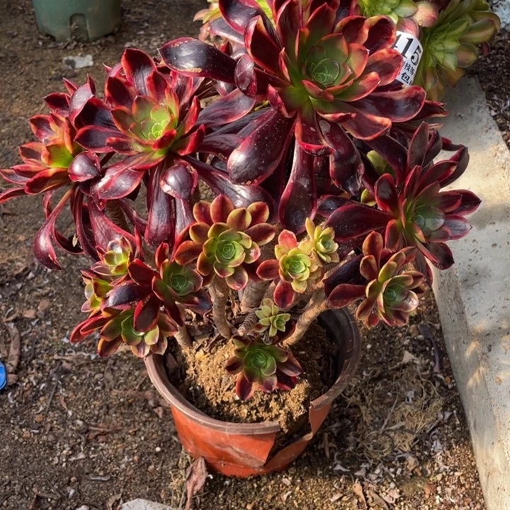 155号欧佳丽多肉植物