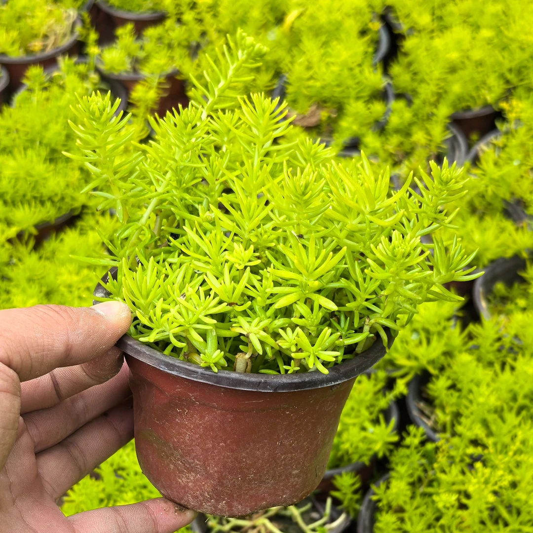 黄金佛甲草庭院耐寒四季常绿花园园艺多肉绿植花卉