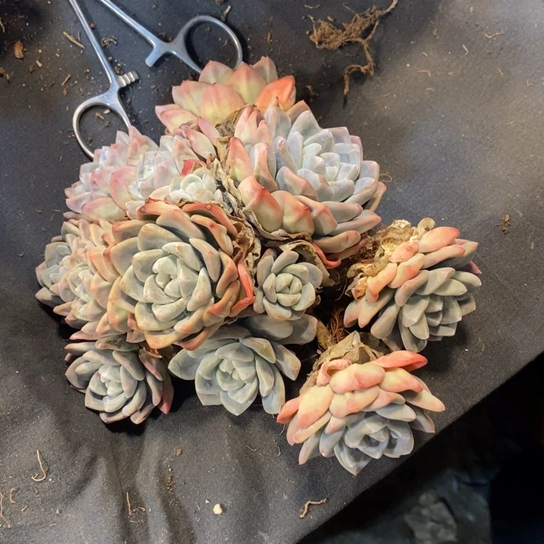 老阿姨花卉一物一拍有砍冰玉