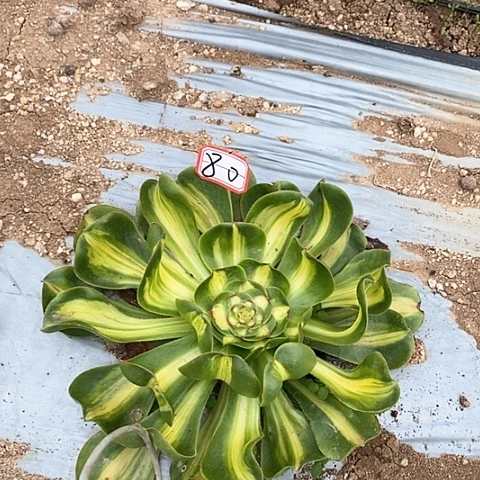 暴君法师法师80链接