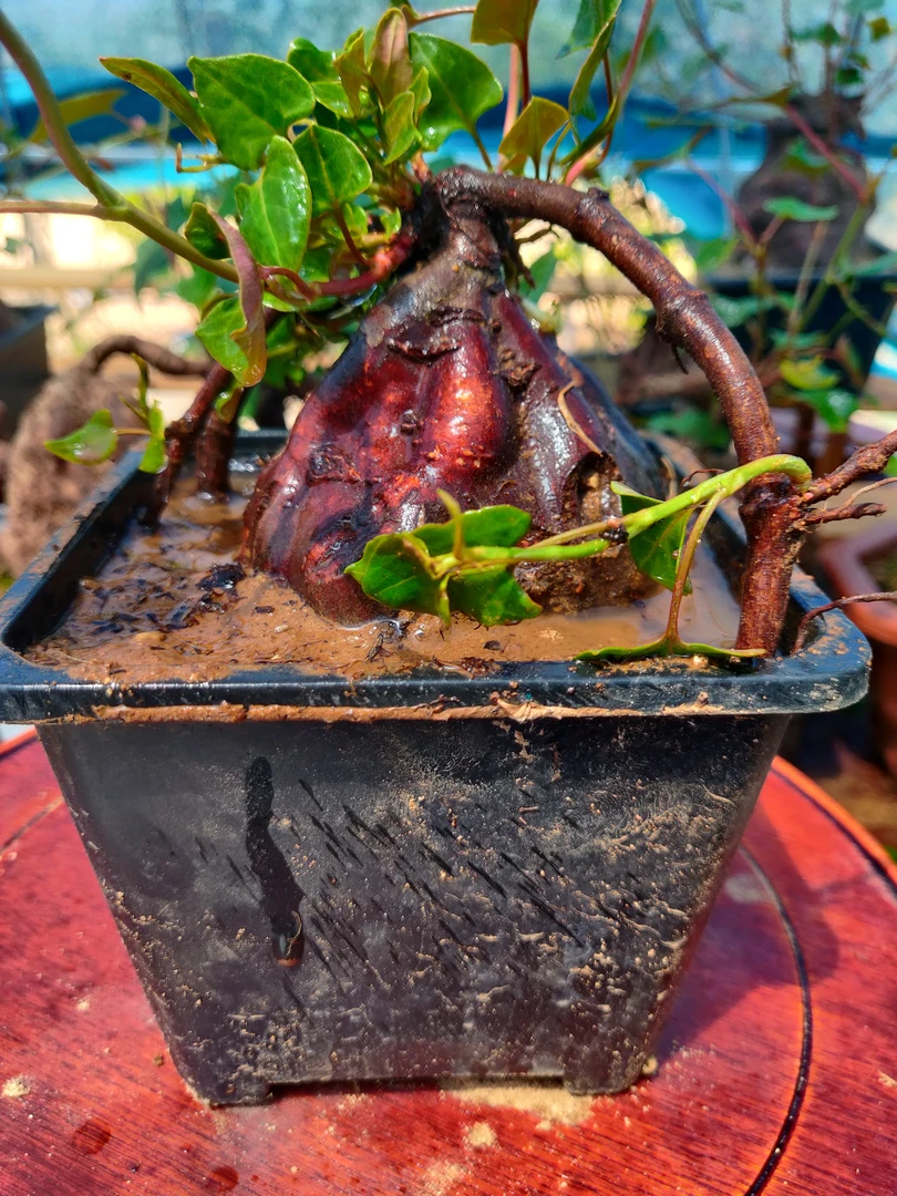 瑕疵款野生老庄何首乌不退不换介意勿拍