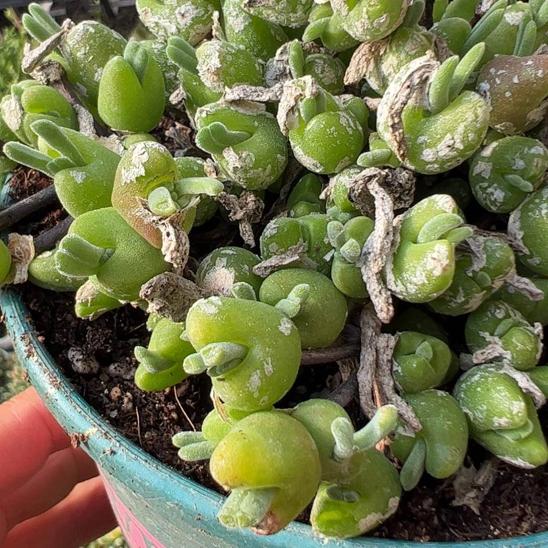 雪糕兔子1234567890