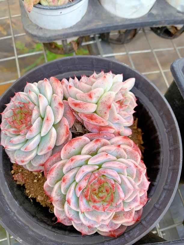 天鹅绒三头起糖心色群生多肉