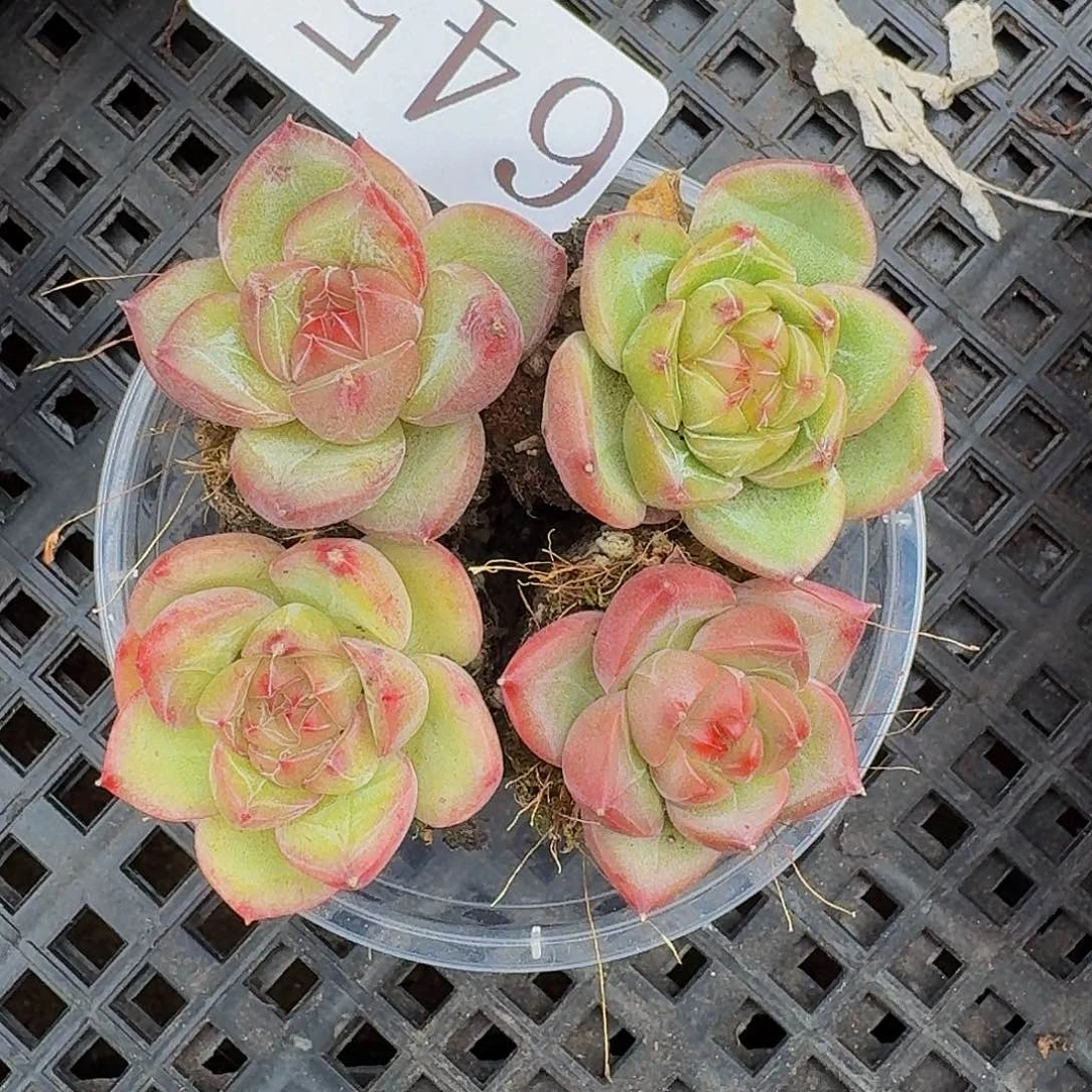 多肉植物多肉植物645