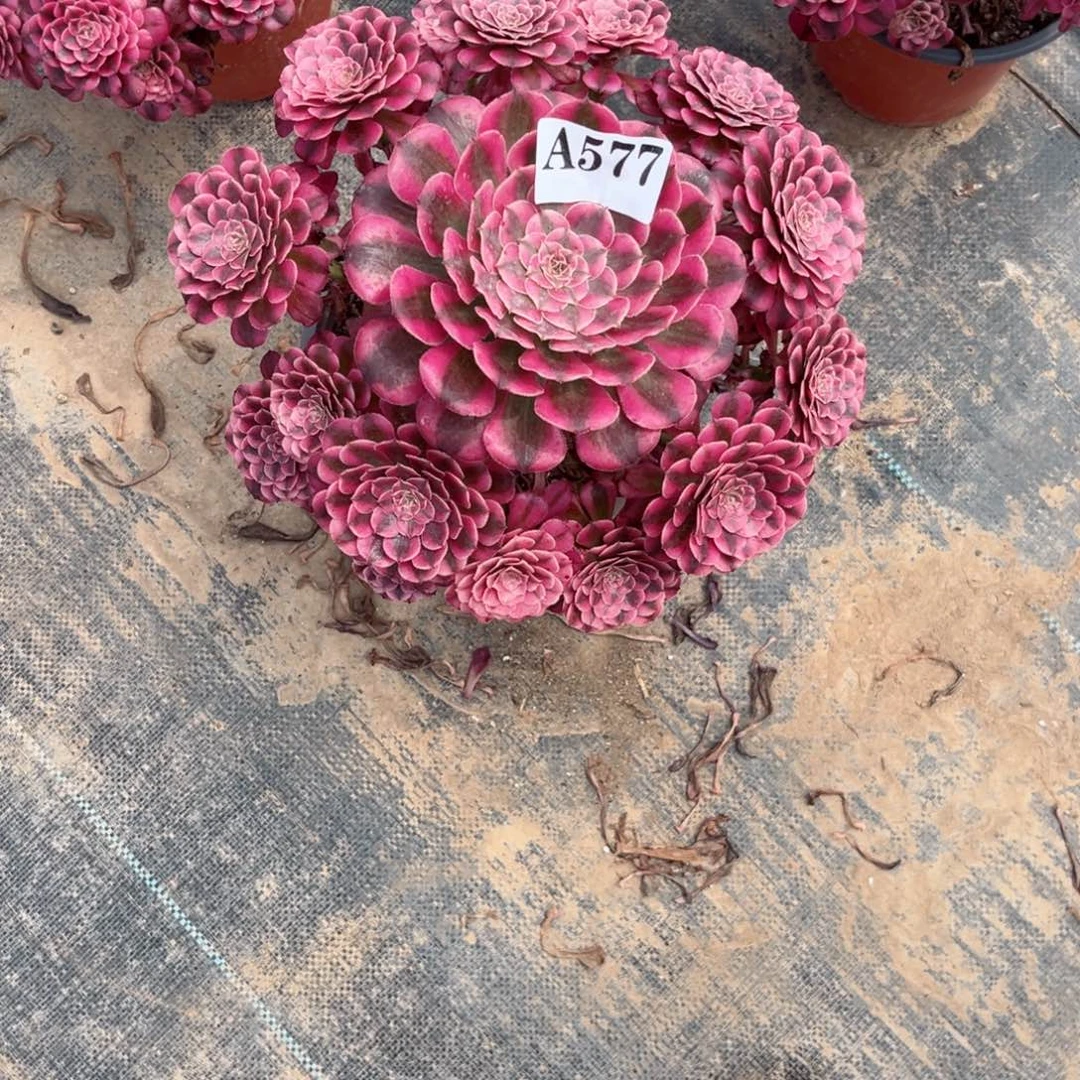 嫩桩红铜白577多肉植物