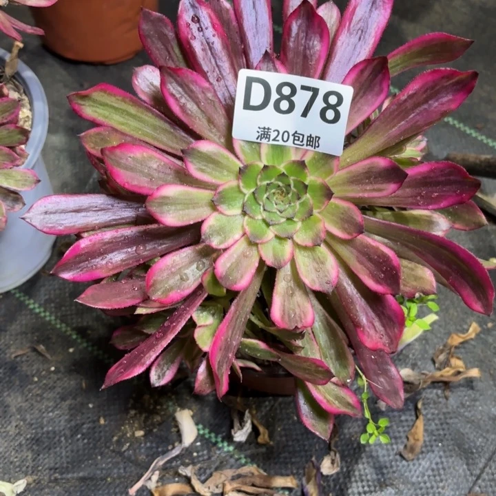 瑞妈一物一拍878