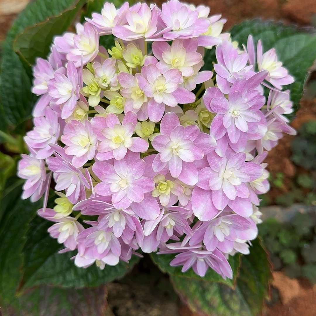 绣球切花一物一拍3枝起包邮，78