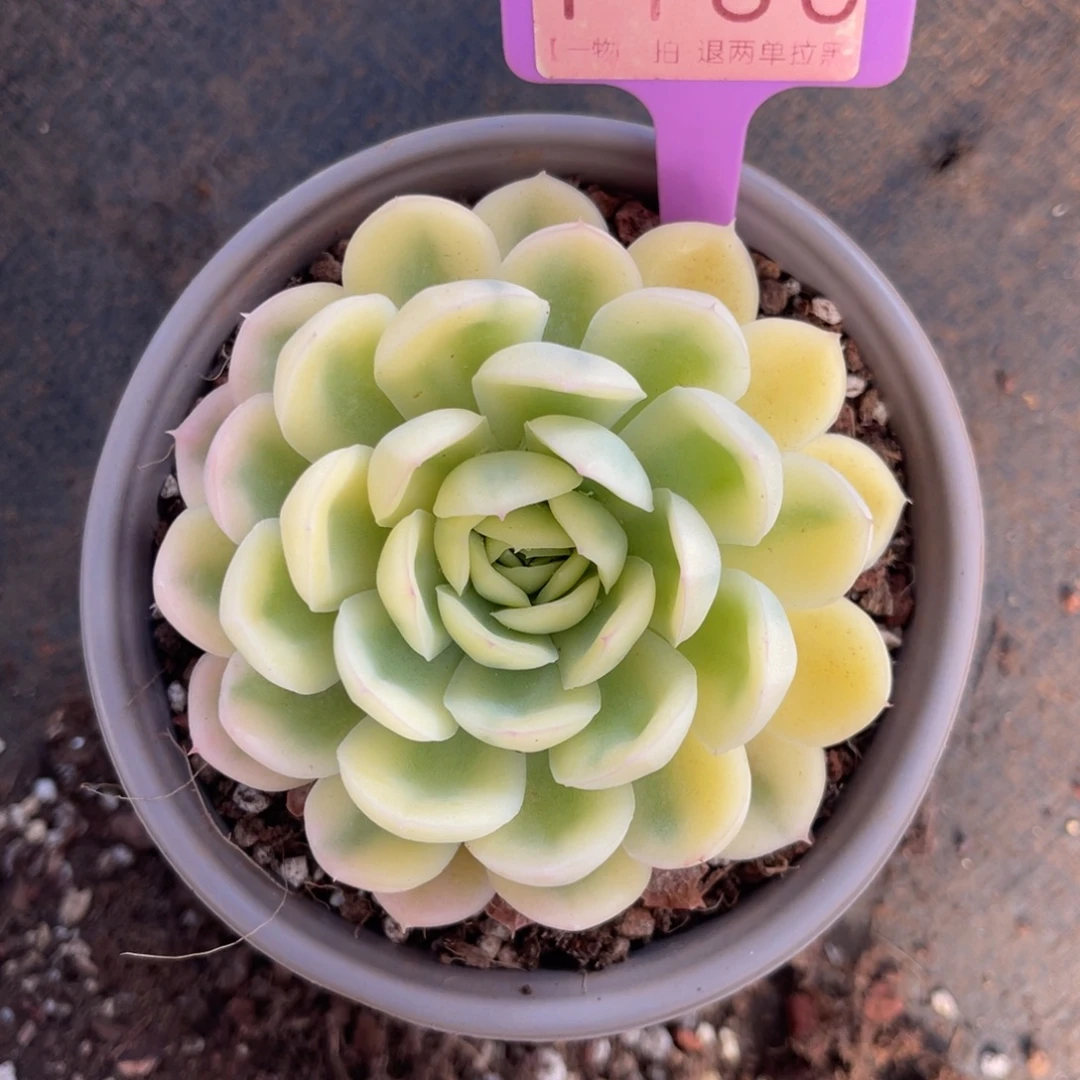 云尘多肉一物一拍1130