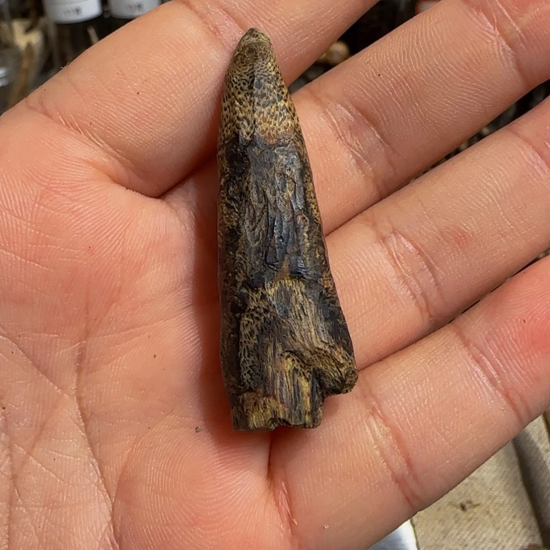无***刚沉香沉香碎屑白棋标本树丁