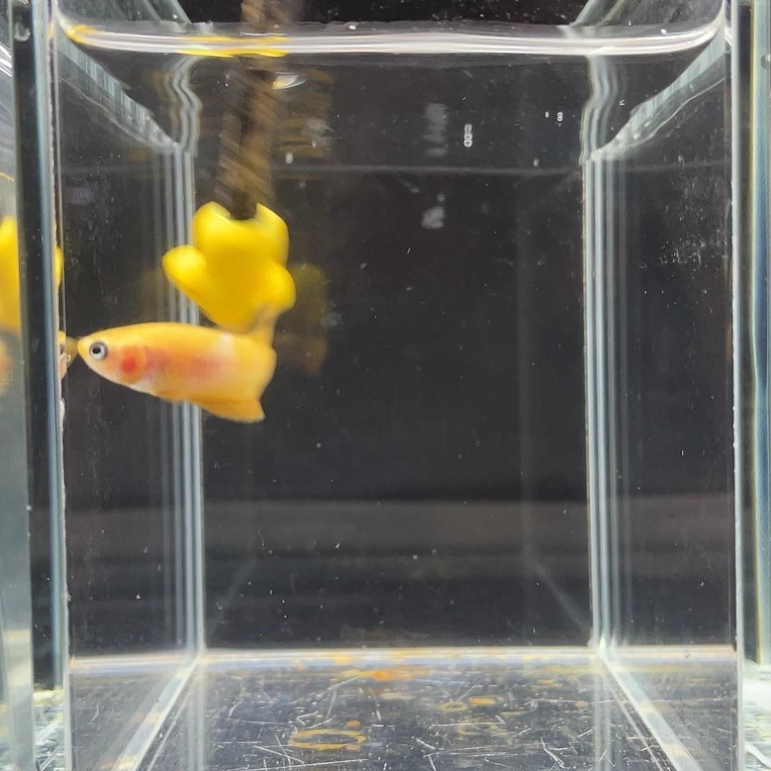 斗鱼54号皮卡丘母鱼