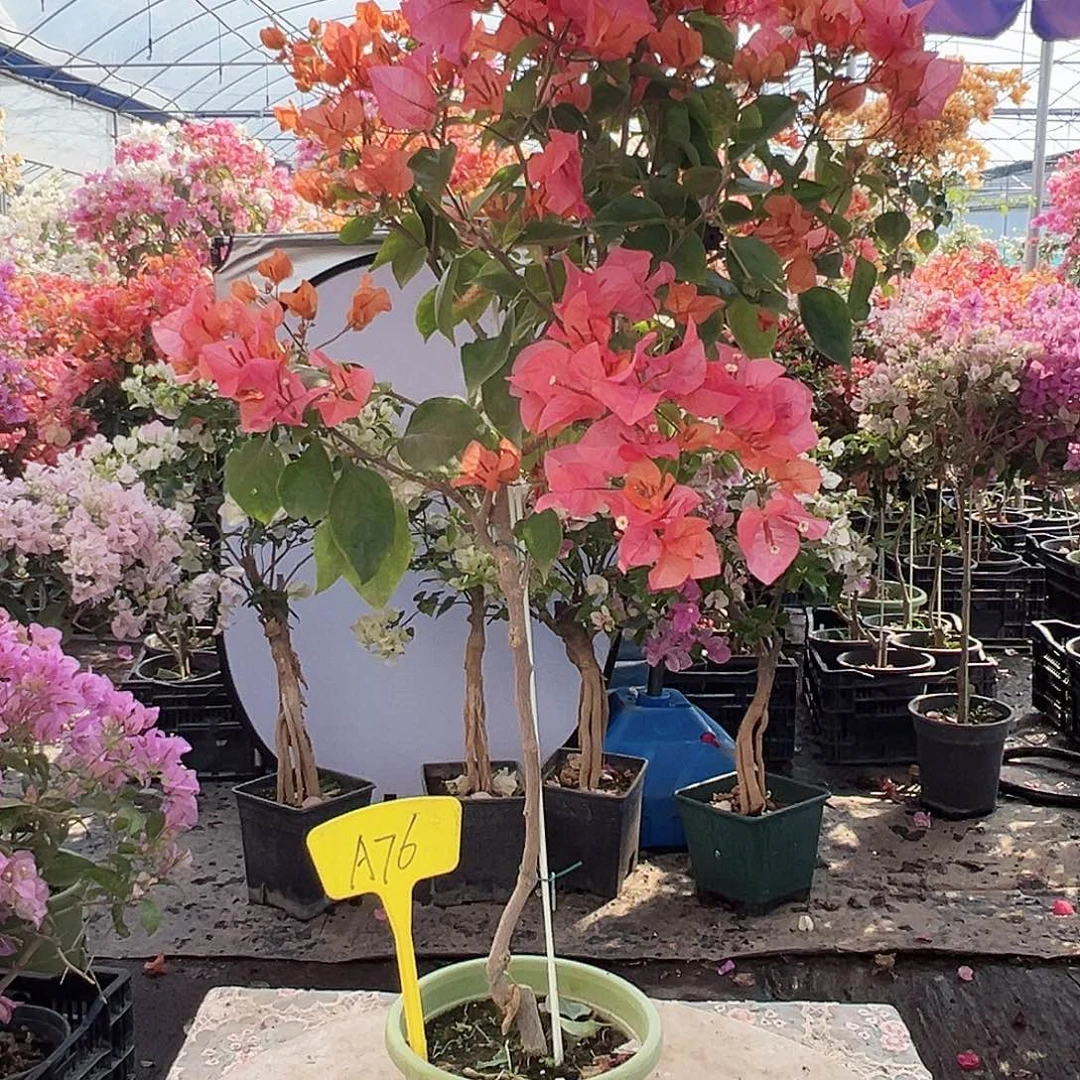 润***昱大部分花苞少量开放A76波妹