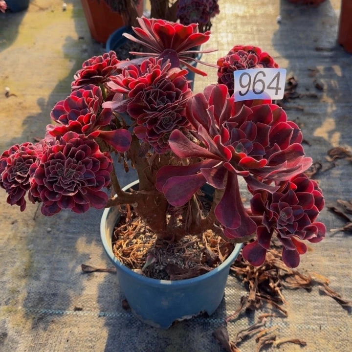 000000964美杜莎缀