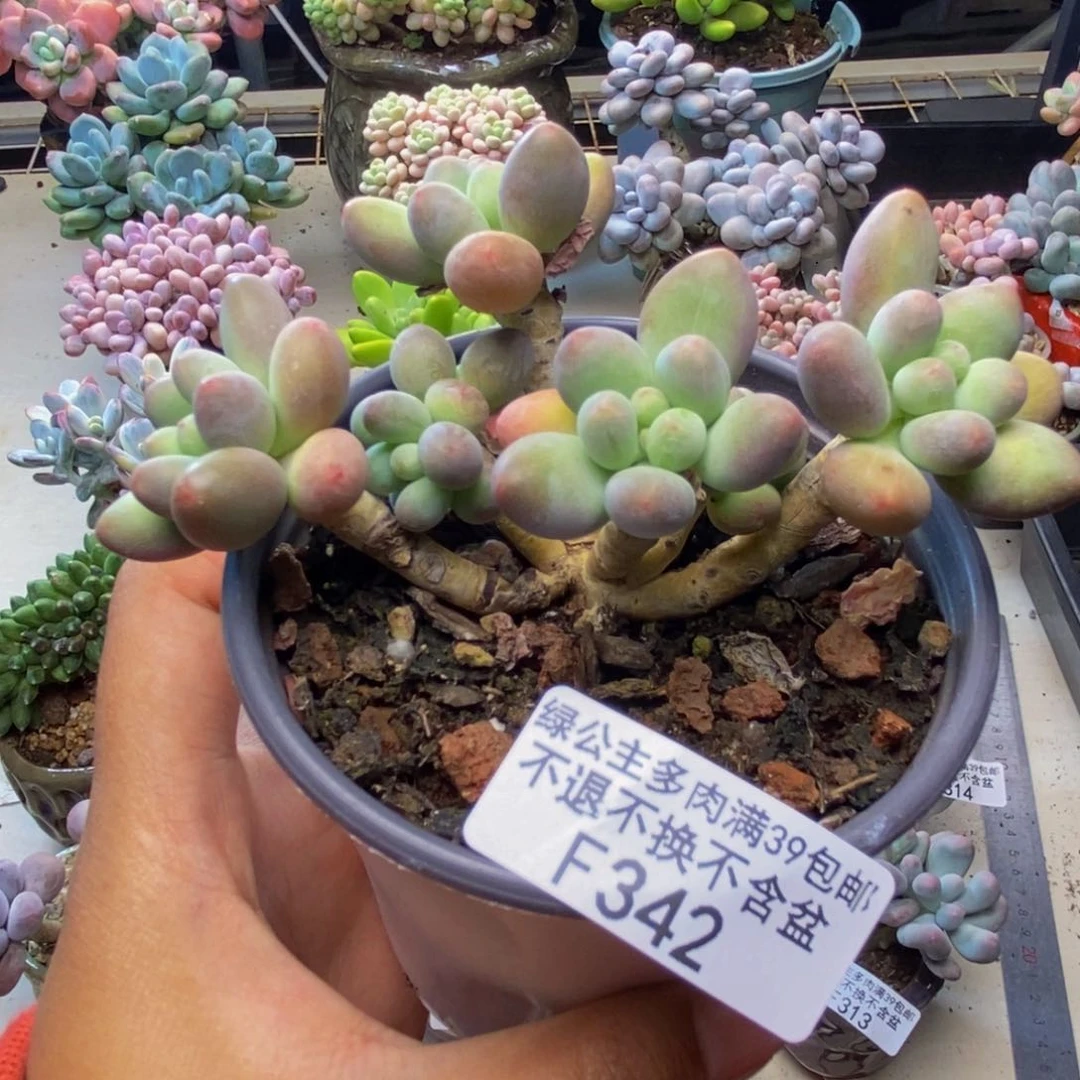 342苹果奶多肉7c m