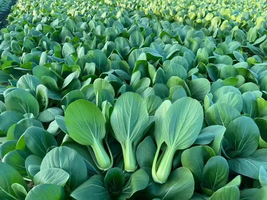 350真菌细菌霜霉  一瓶搞定