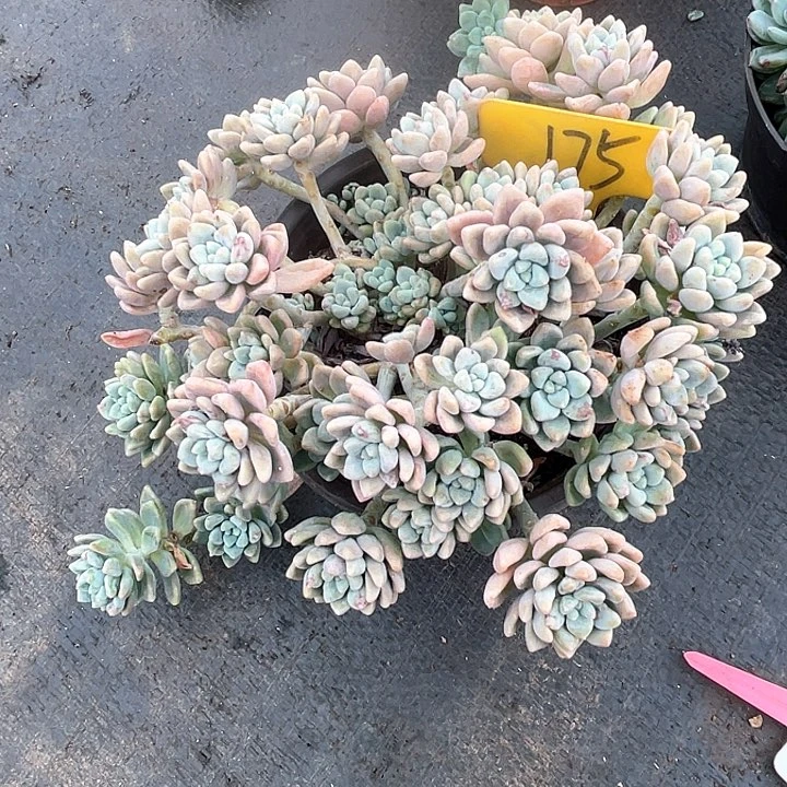 晨语多肉，一物一拍175