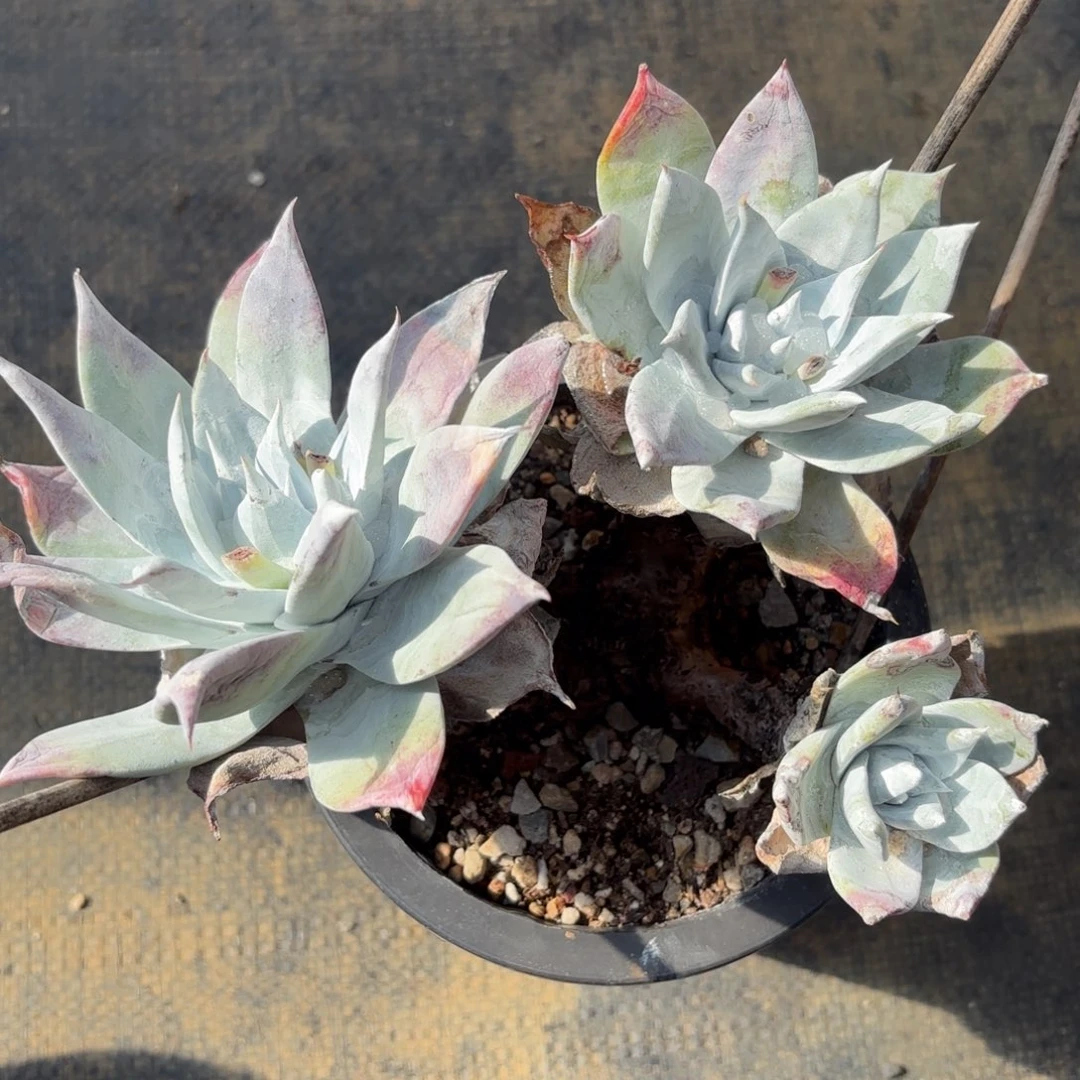 布瑞东尼，仙女杯多肉