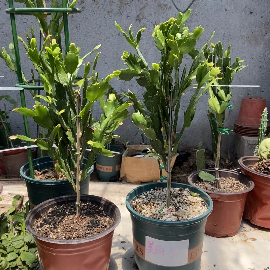 无花朵美丽不打烊花友叶仙嫁接多色