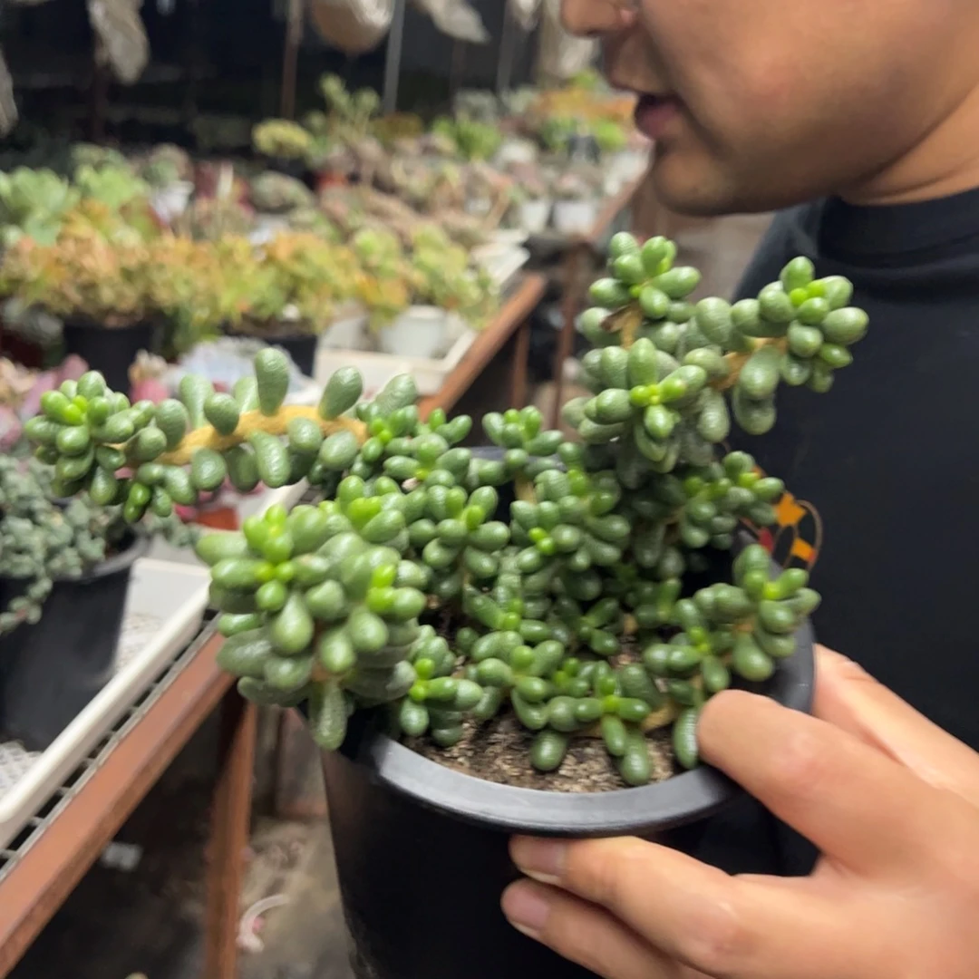 绿龟卵整装整群老桩