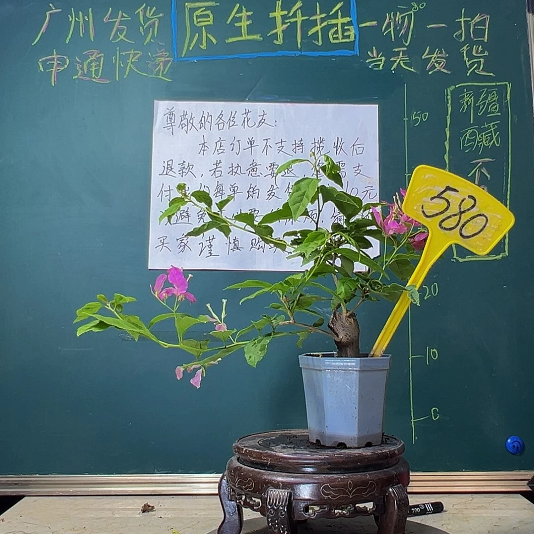 当前无花栽培后可以开花红樱蝶 坨坨 大宝 580
